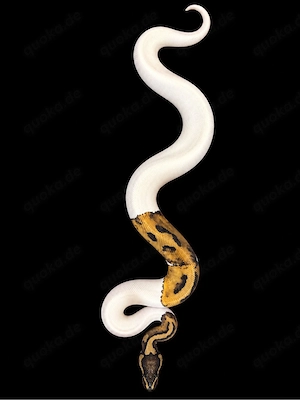 0.1 Pastel Pied 