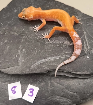 Leopardgecko Nachzuchten 0.1 Mandarin, Tangerine, Hypo & weitere