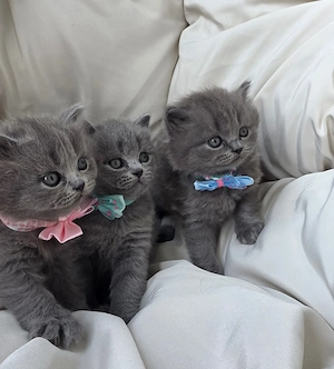 Süße reinrassige kitten 