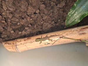 Goldstaubtaggecko (Phelsuma laticauda)   eigene Nachzuchten 2026