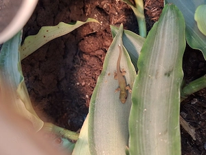 Goldstaubtaggecko (Phelsuma laticauda)   eigene Nachzuchten 2026 Bild 2