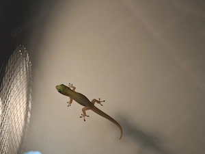 Goldstaubtaggecko (Phelsuma laticauda)   eigene Nachzuchten 2026 Bild 3