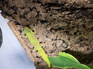 Goldstaubtaggecko (Phelsuma laticauda)   eigene Nachzuchten 2026 Bild 5