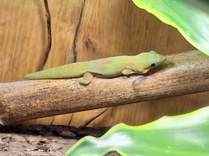 Goldstaubtaggecko (Phelsuma laticauda)   eigene Nachzuchten 2026 Bild 4