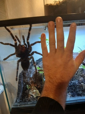 0.1 Lasiodora parahybana weibchen