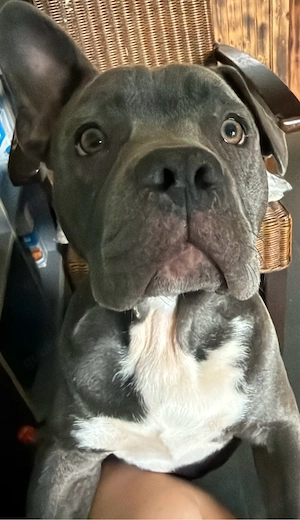 Buddy sucht ein schönes Zuhause