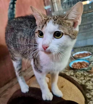 Adelaide & ihre fünf Tigerchen   Zuhause gesucht