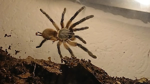 0.1 Monocentropus balfouri weibchen +Terrarium 