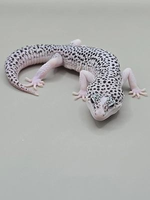 Leopardgecko 1.0 Super Snow Eclipse het Diabolo Blanco 
