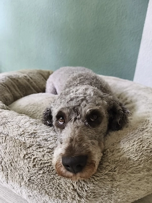 Lagotto Romangolo Deckrüde mit Ahnentafel 