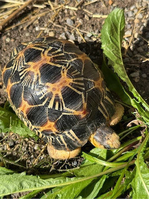 0,0,2 Strahlenschildkröten Radiata Nachzucht AT  mit Cites 