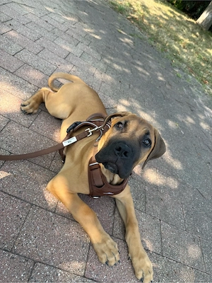 Wunderschöner Cane Corso mix 