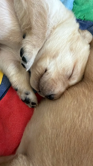 Reinrassige Labrador-Welpen suchen ihr liebevolles Für-immer-Zuhause