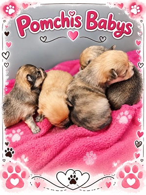 Süße Pomchi Welpen (Chihuahua - Pomeranian Zwergspitz)
