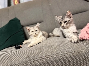 Maine coons 