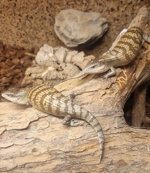 Blauzungenskinke (Tiliqua scincoides chimaerea)