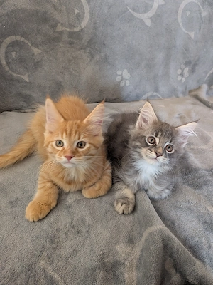 Maine Coon Kater