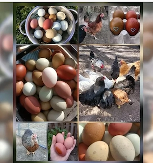 EasterEgger Buntleger Bruteier Grünleger Marans olivleger hühner Hennen