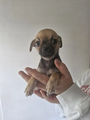 Chihuahuawelpen
