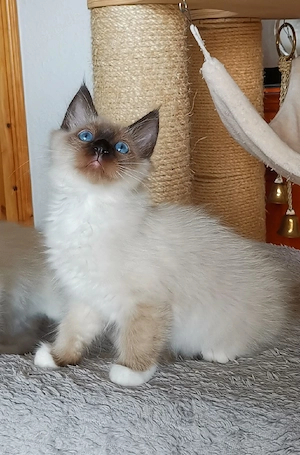 Heilige Birma Kitten zwei wunderschöne Katerchen ab sofort abzugeben 