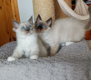 Heilige Birma Kitten zwei Katerchen Ende September abzugeben 