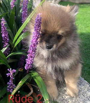 Zwergspitz Pomerian 