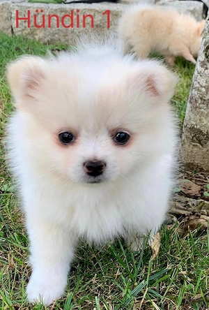 Zwergspitz Pomerian 
