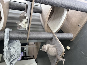  Zwei bezaubernde BKH Kitten in Lilac & Lilac-Weiß suchen gemeinsam ihr Für-immer-Zuhause 