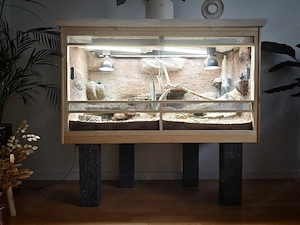 Zwerg Bartagame Terrarium und Technik 