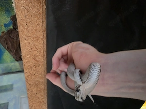 1.2 Heterodon Nasicus (axantic superconda)