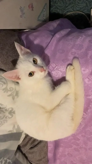 Verkaufe Kater