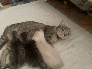 baby katze 