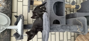 Siam Kitten Mix 