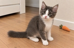Türkisch-Angora-Mix, Kater, Geimpft sucht liebevolles Zuhause