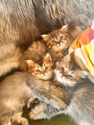 BKH Kitten Kätzchen Abgabe ab 18.10