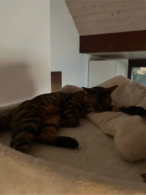 Unser 1-jähriger Bengalkater sucht ein neues 5   Zuhause