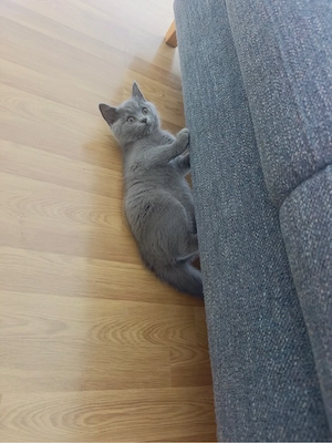 Britisch-Kurzhaar-Kater