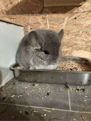 Chinchilla Grace Vio RPA sucht neuen Kreis