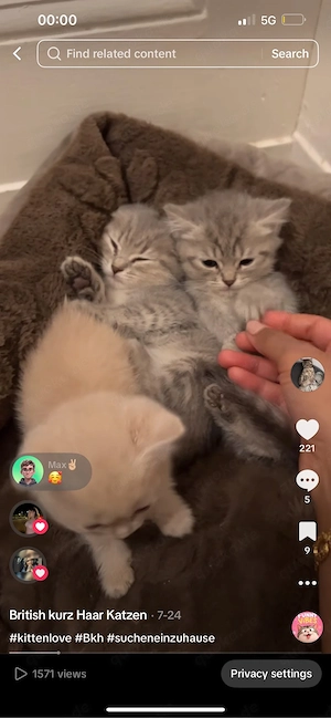 Liebevolles Kitten sucht ein schönes Zuhause