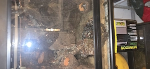 2 mal Exo Terra Frog Terrariun 40x40x40