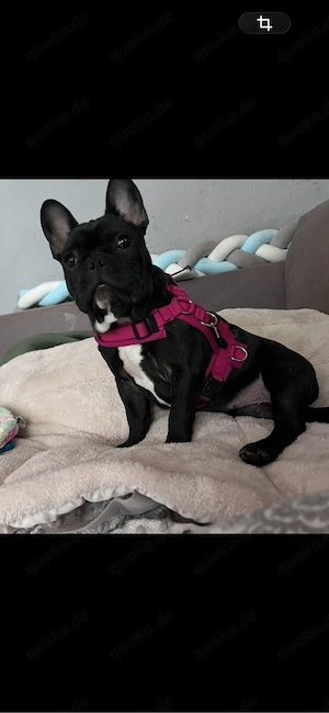 französische Bulldogge Weibchen 10 Monate alt nicht kastriert 