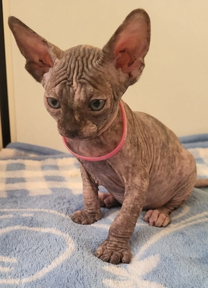 Unsere kleine Prinzessin ist nun bereit für ihr neues für-immer Zuhause 