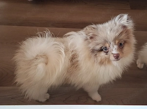 Pomchi Mädchen in seltenener Farbzeichnung 