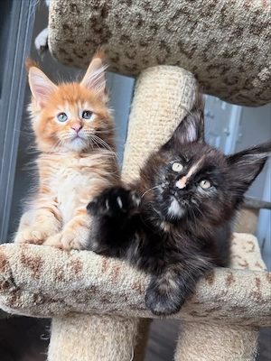  Wunderschöne 12 Wochen alte Maine-Coon-Kätzchen suchen ein liebevolles Zuhause 