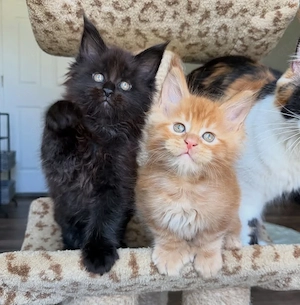 Maine-Coon-Kätzchen suchen ein liebevolles Zuhause   