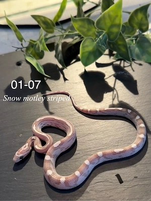 0.1 Snow motley striped kornnatter 