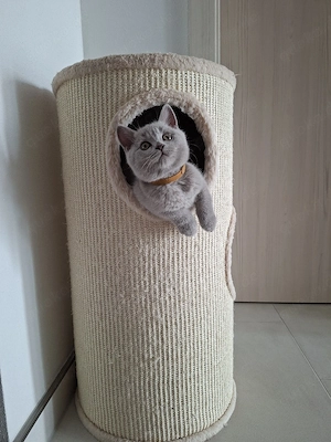 bezaubernde bkh kitten
