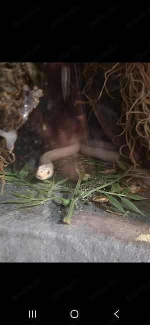 kornnatter Pärchen sucht neues zuhause 