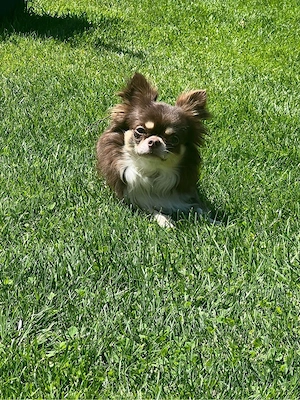 Chihuahua Junge