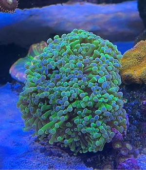Euphylliy paarancora 
